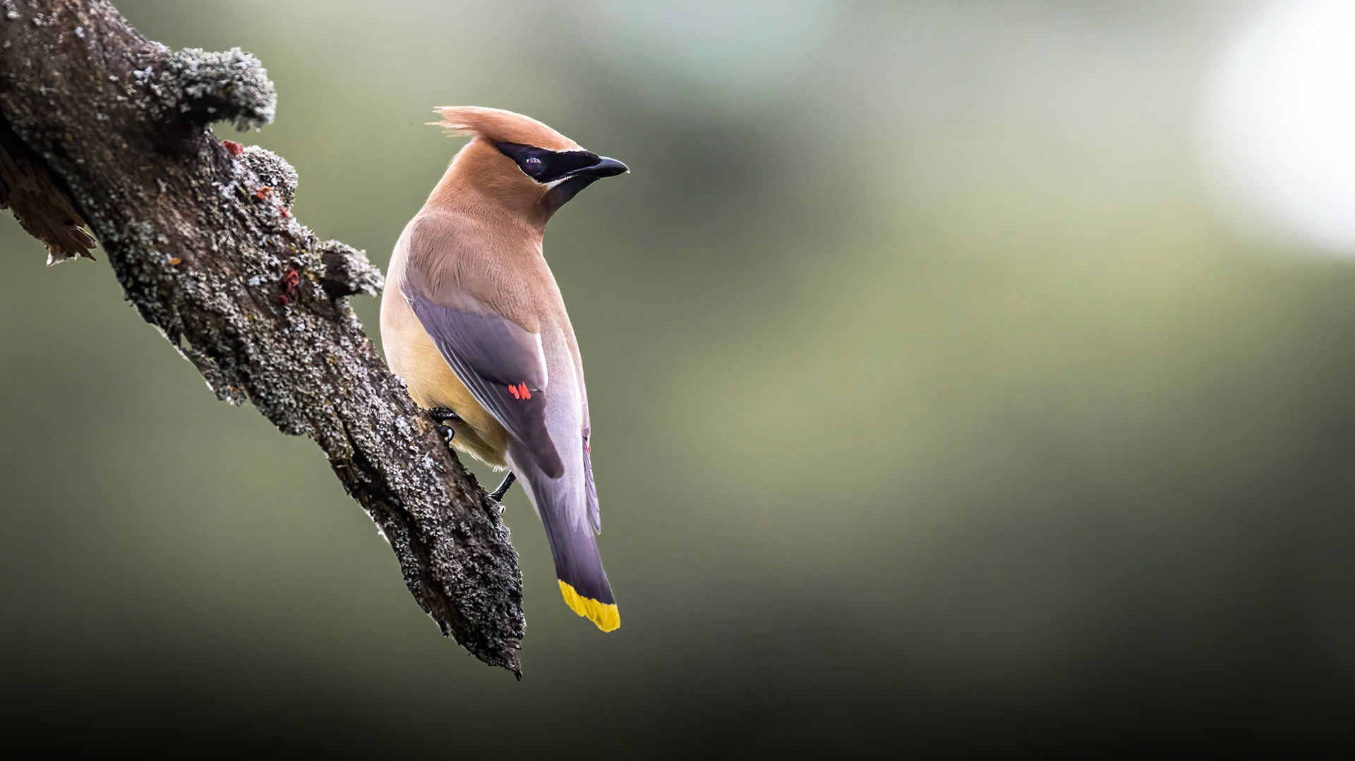 Cedar Waxwing