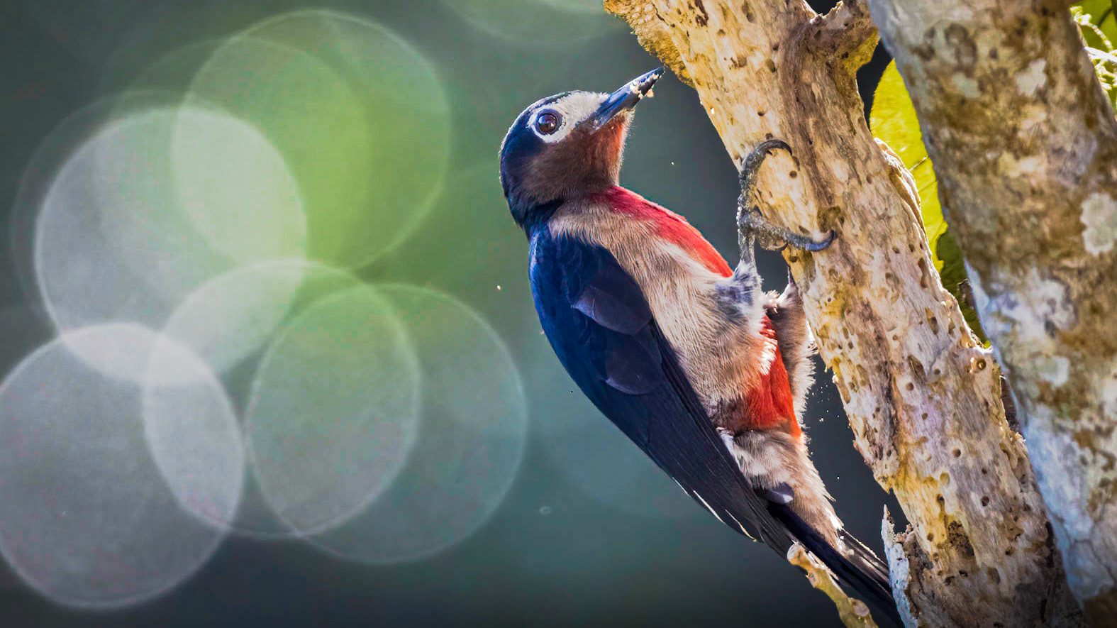 Puerto Rican Woodpecker