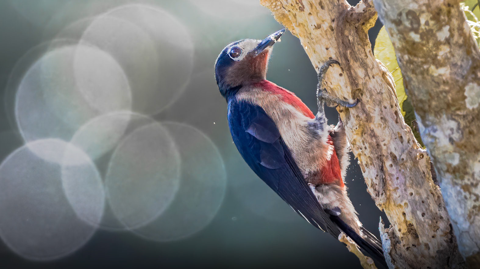 Puerto Rican Woodpecker