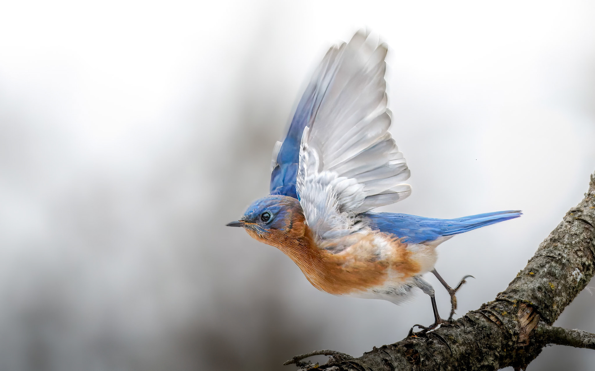 Eastern Bluebird