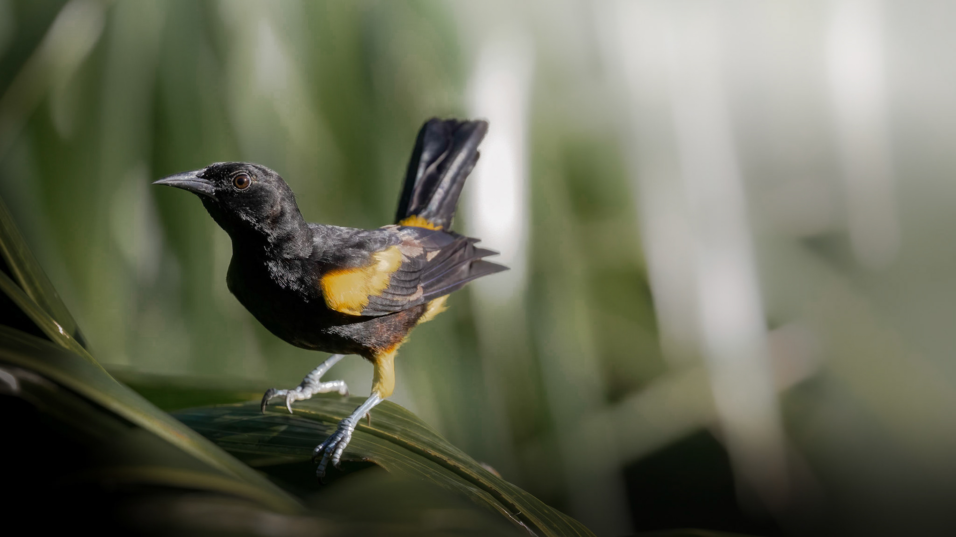 Puerto Rican Oriole