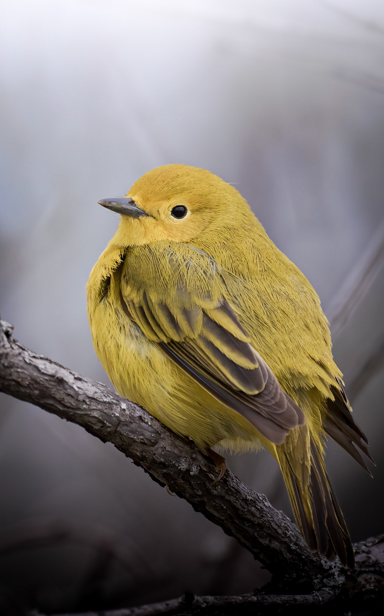 Yellow Warbler