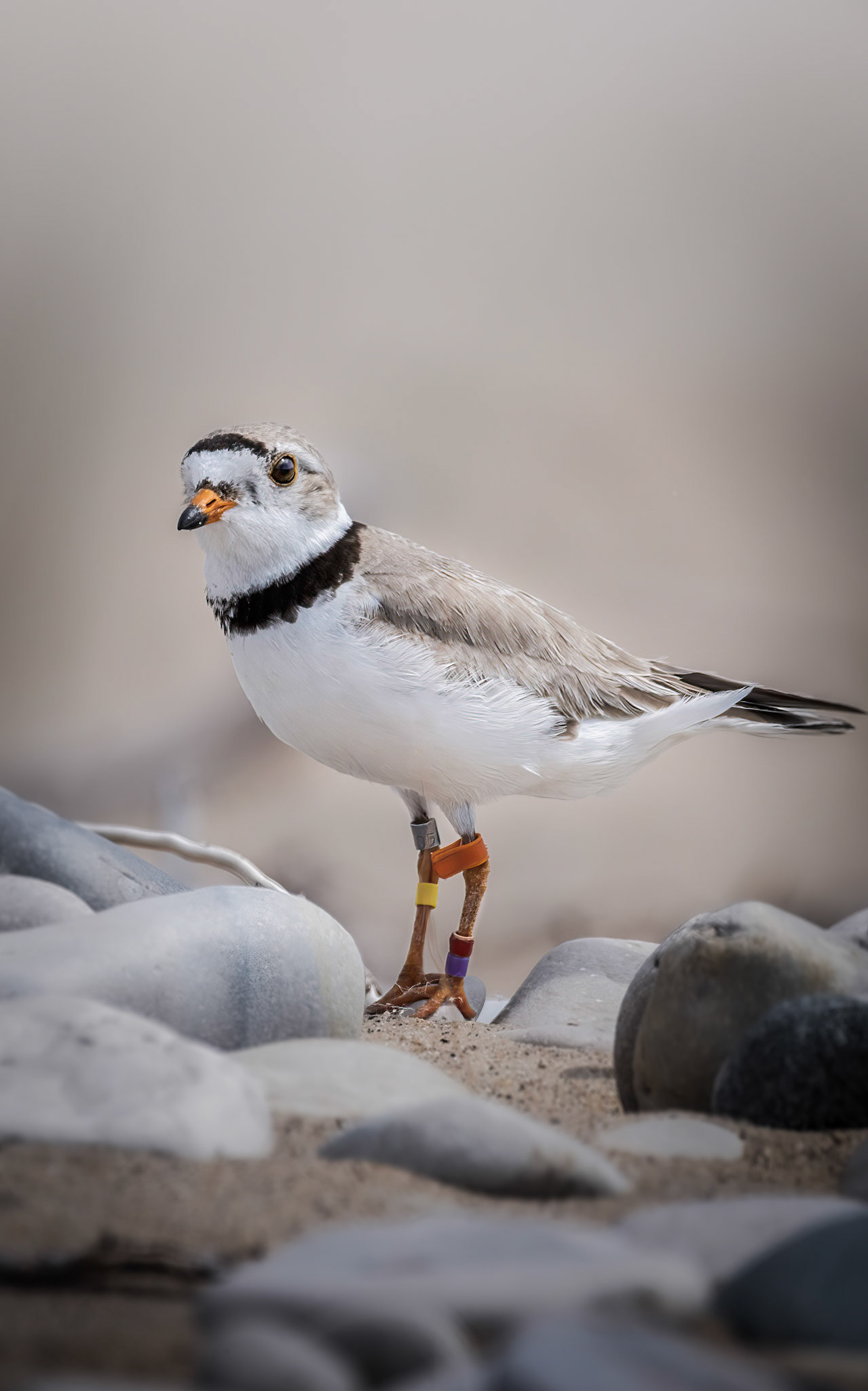Piping Plover