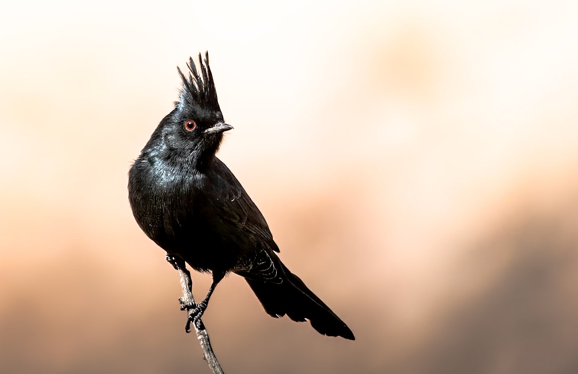 Phainopepla