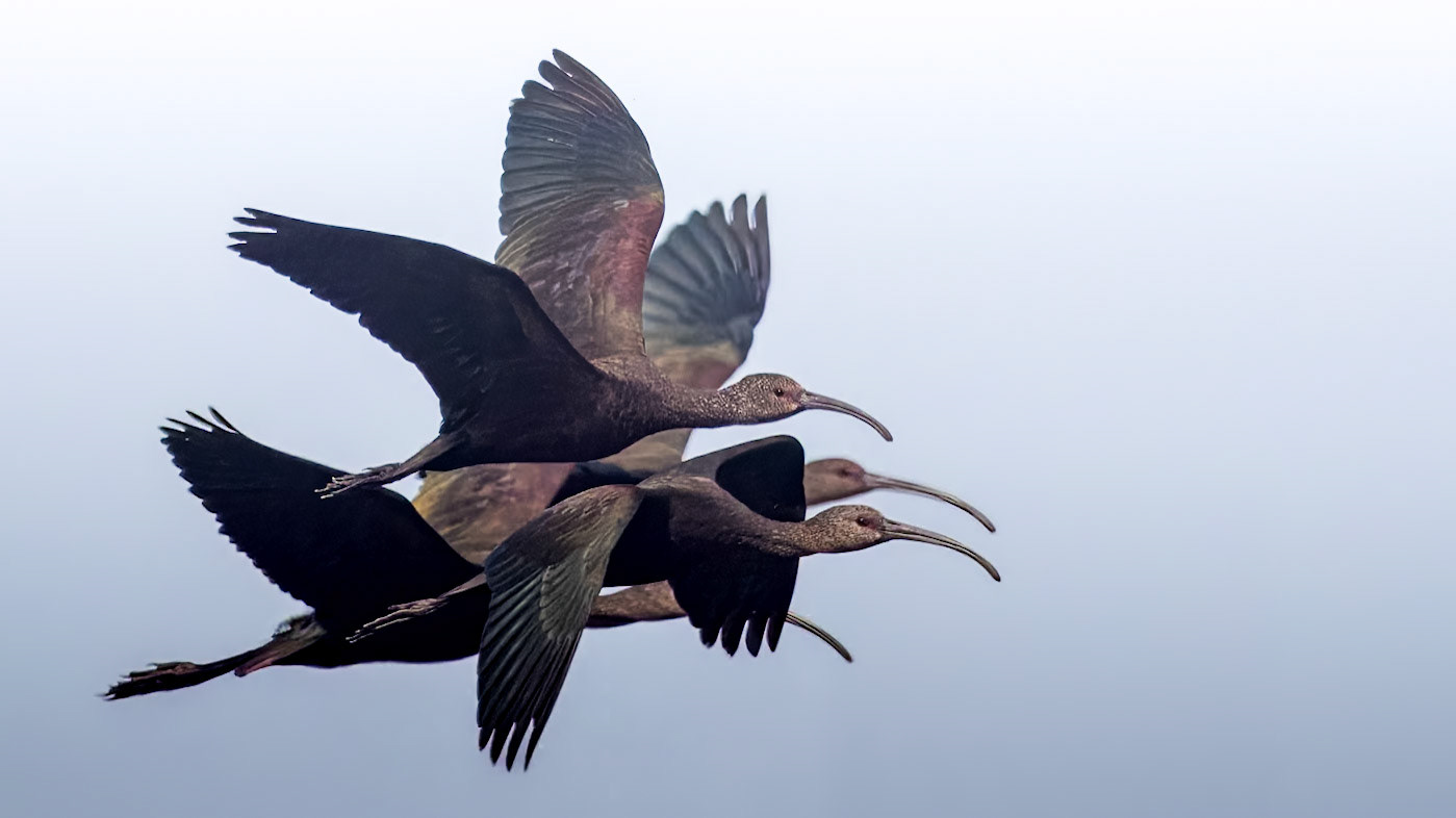 White-faced Ibis