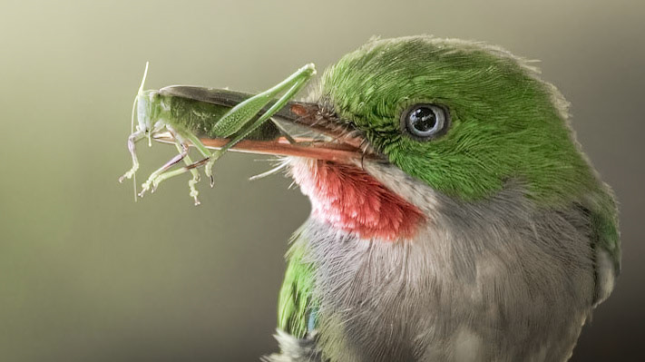 Puerto Rican Tody