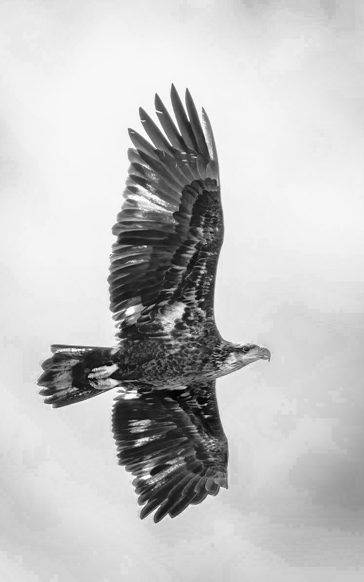 Juvenile Bald Eagle