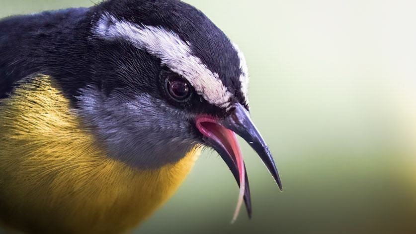 Bananaquit