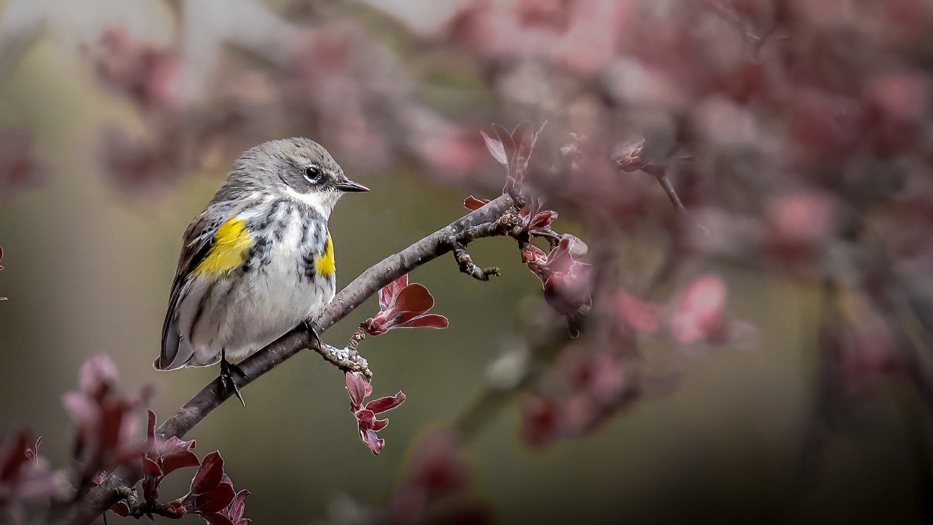 Yellow-rumped Warbler