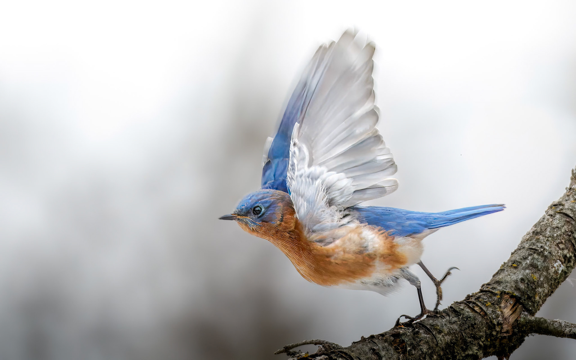 Eastern Bluebird