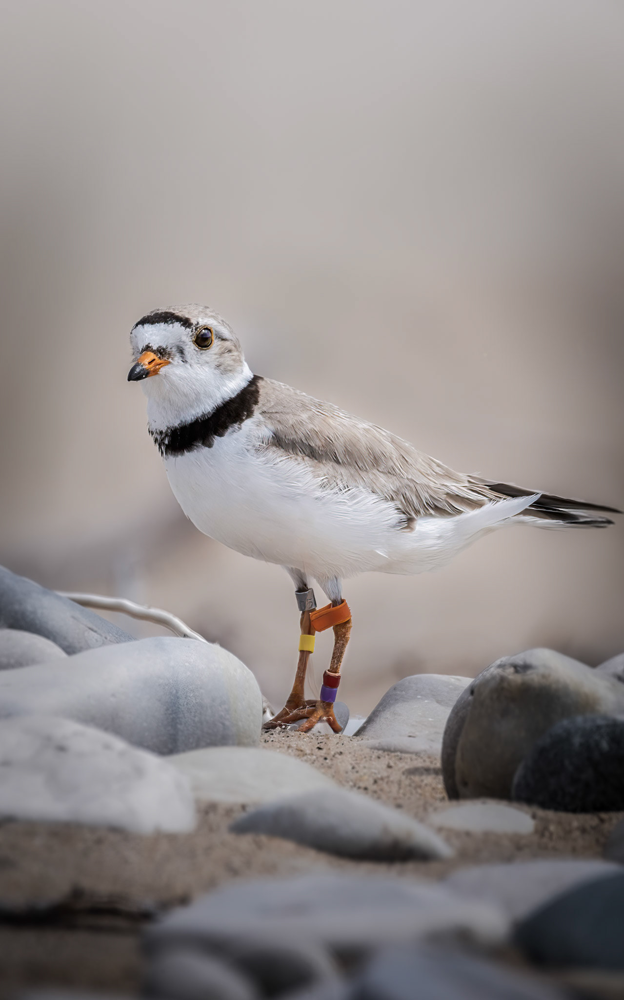 Piping Plover