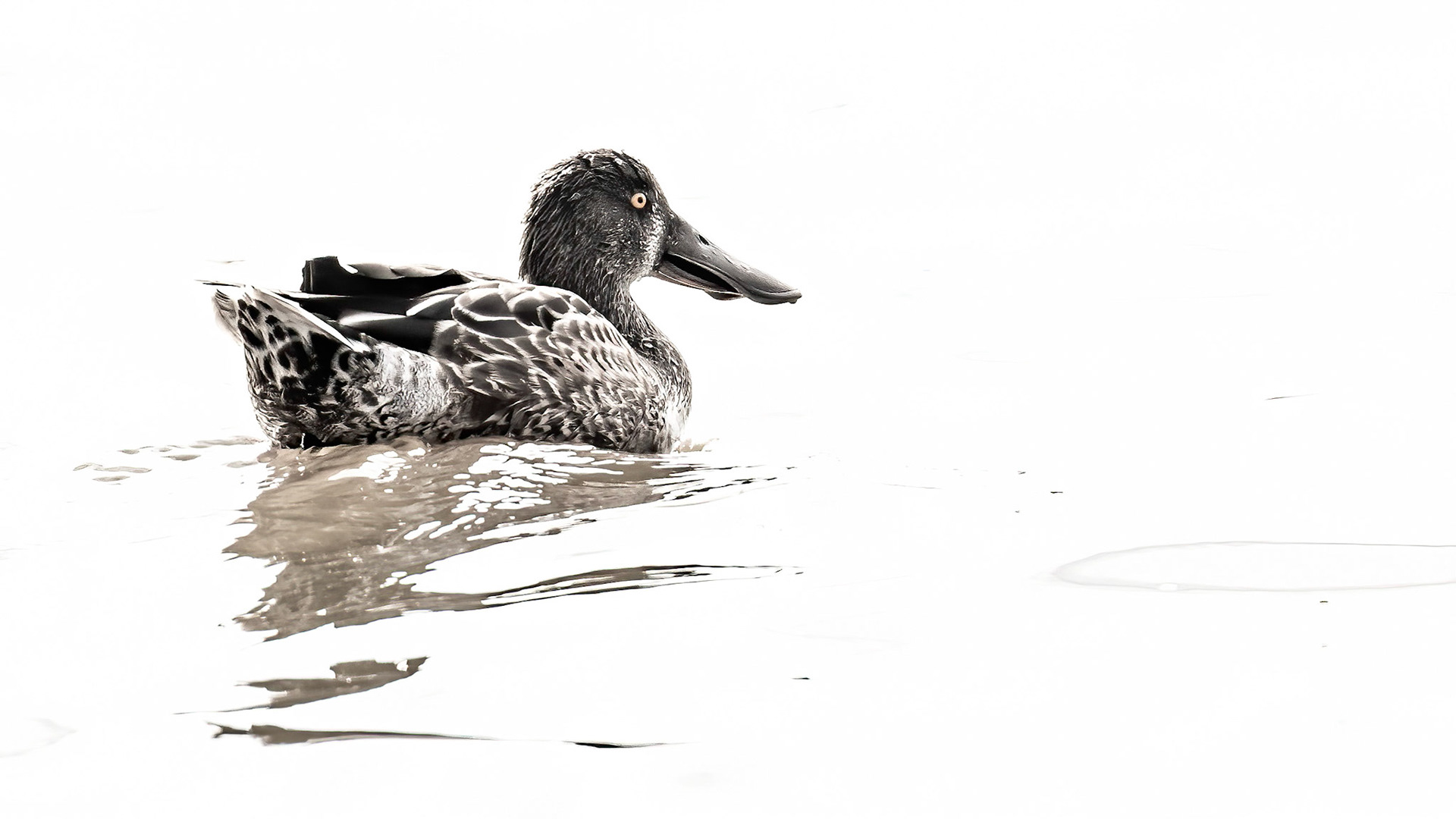 Northern Shoveler