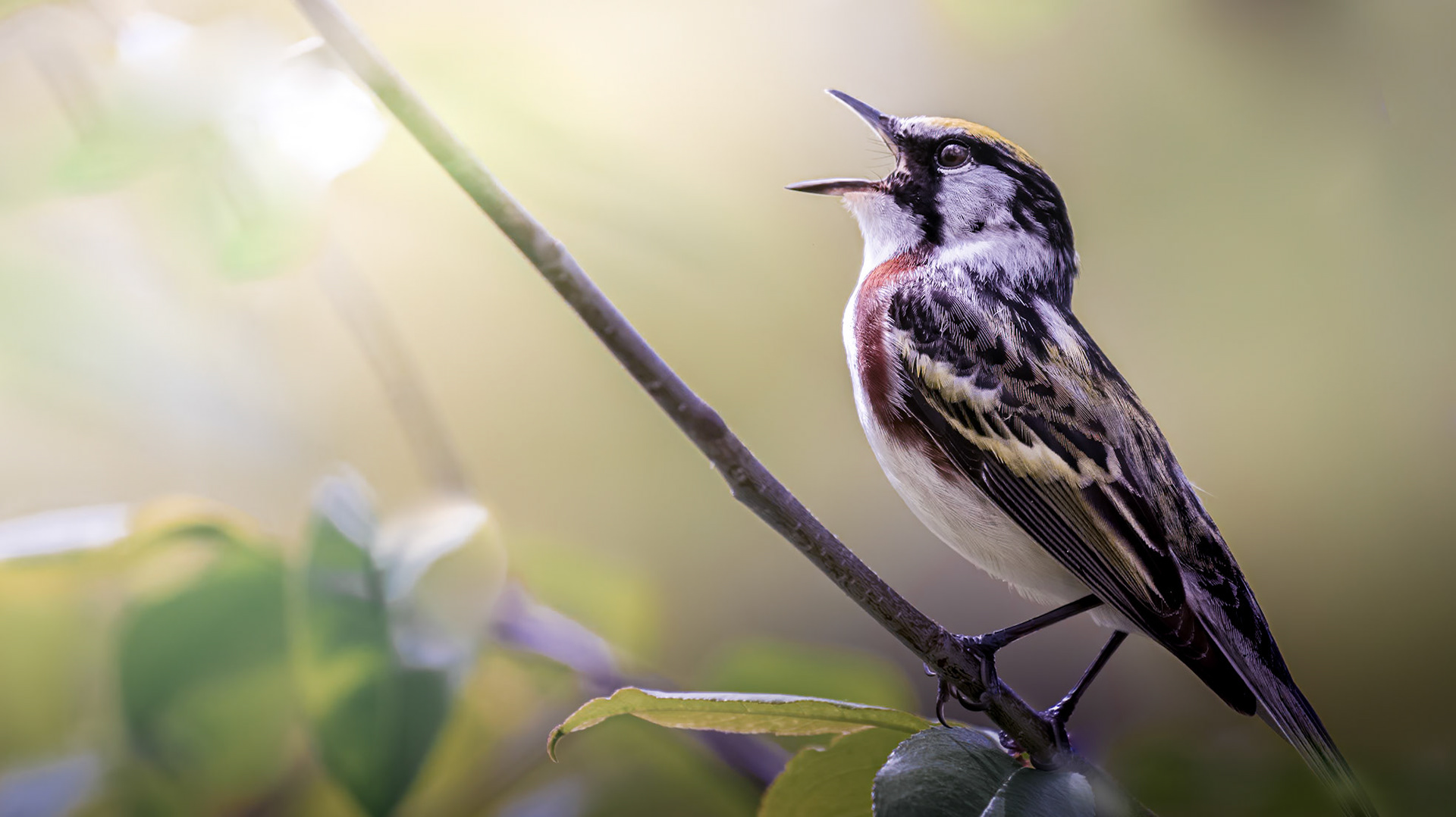 Chestnut-sided Warbler