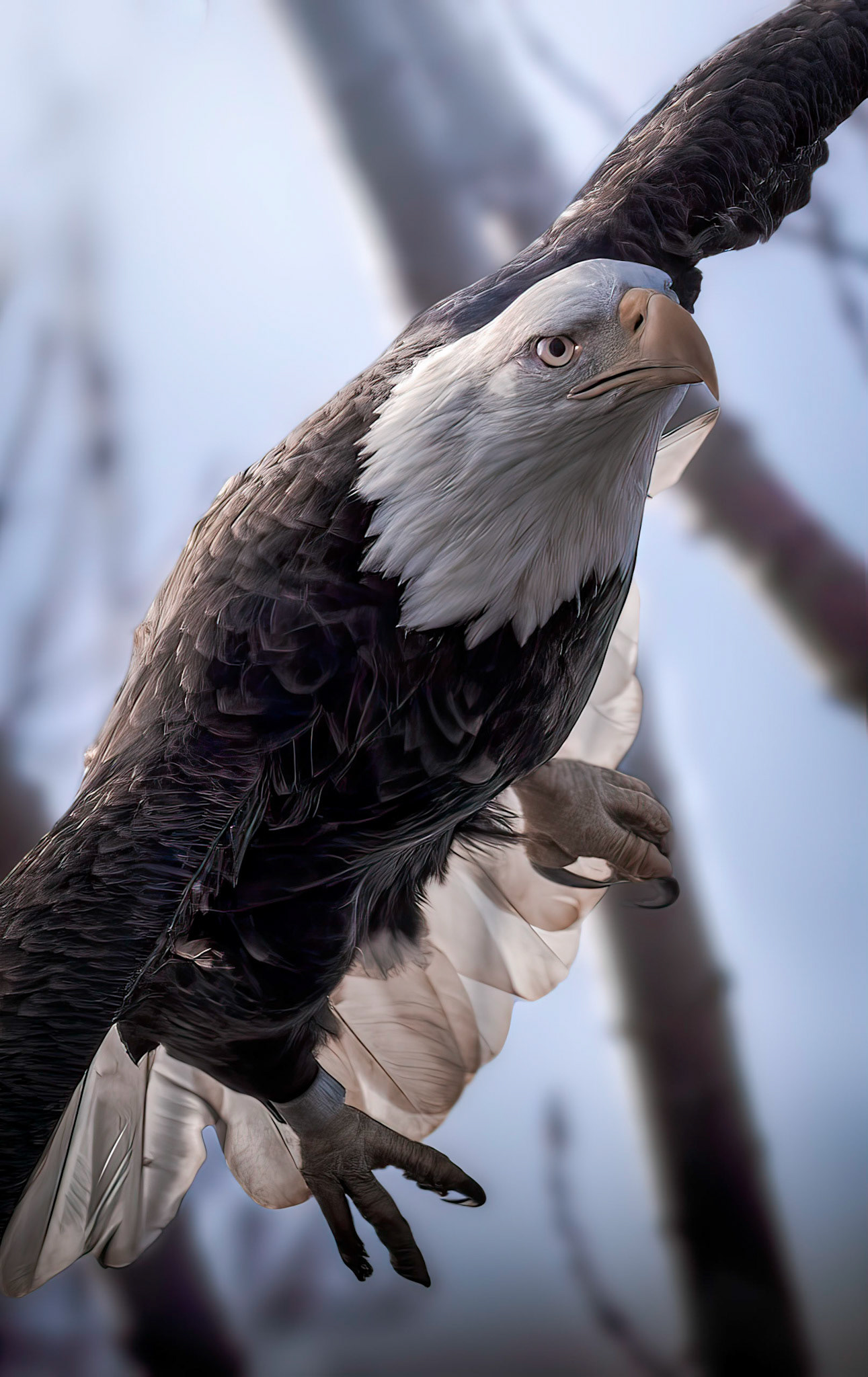Bald Eagle