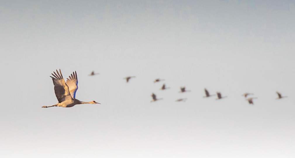 Sandhill Crane