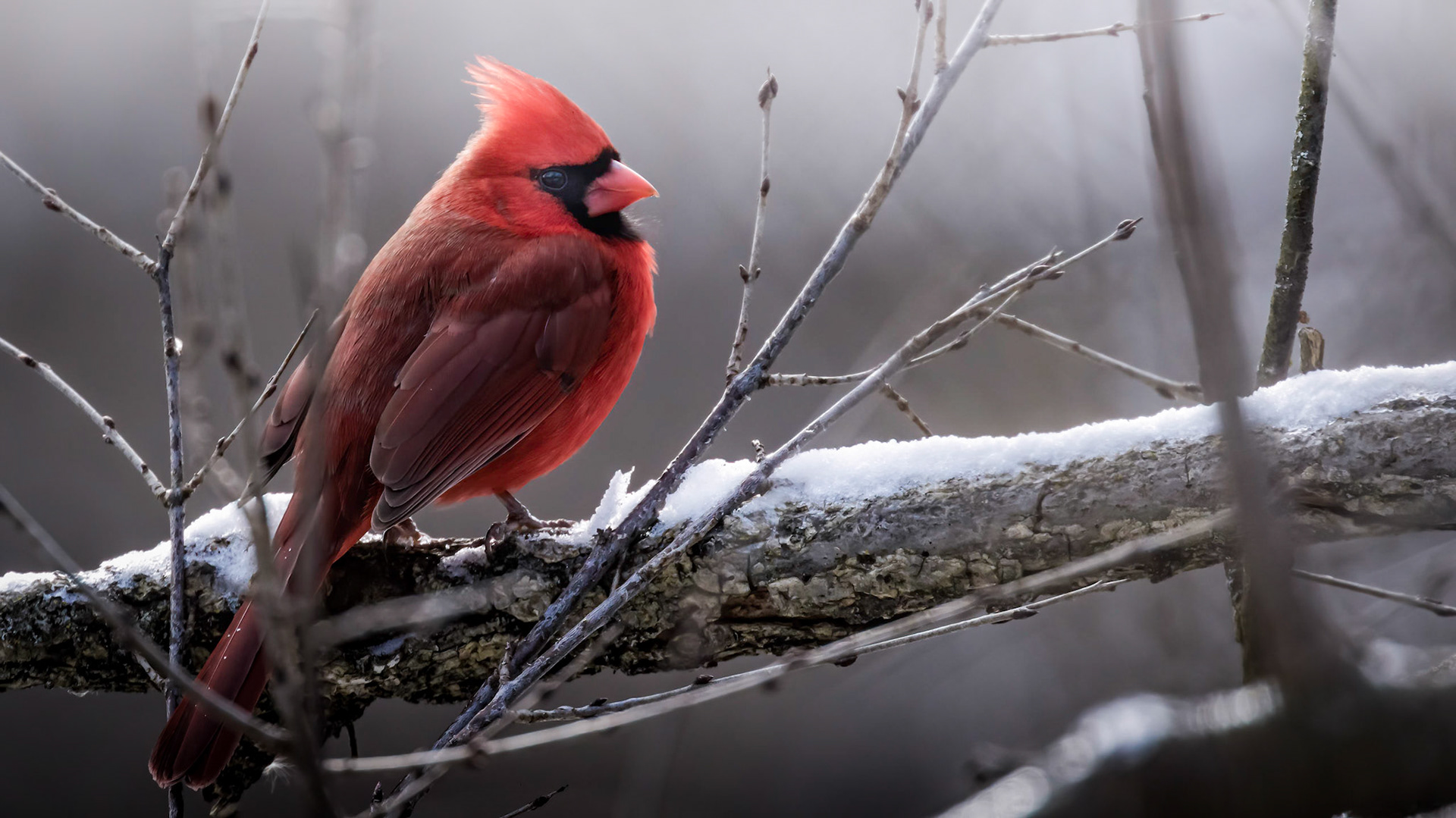Northern Cardinal