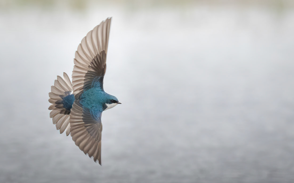 Tree Swallow