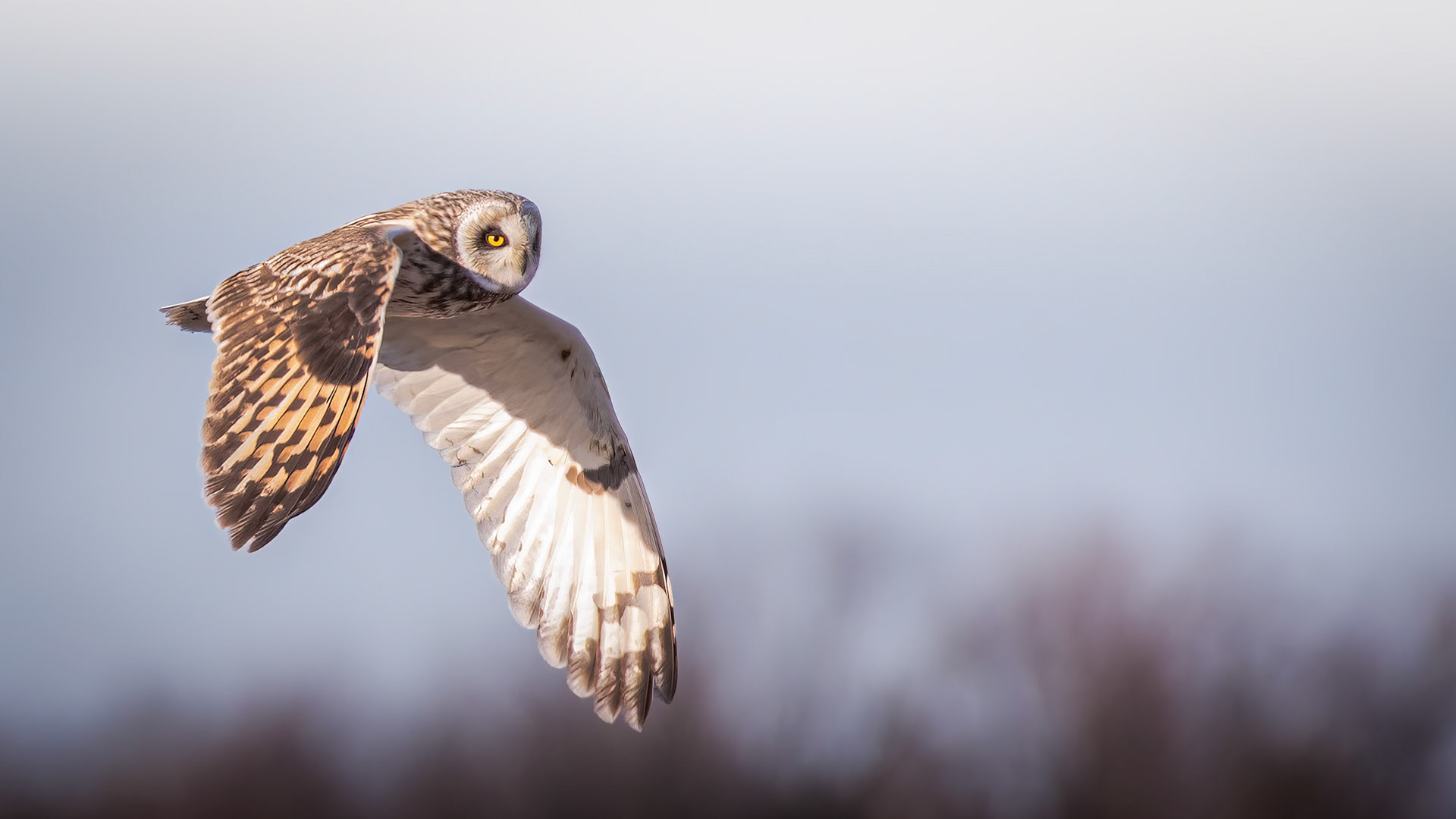 Short-eared Owl