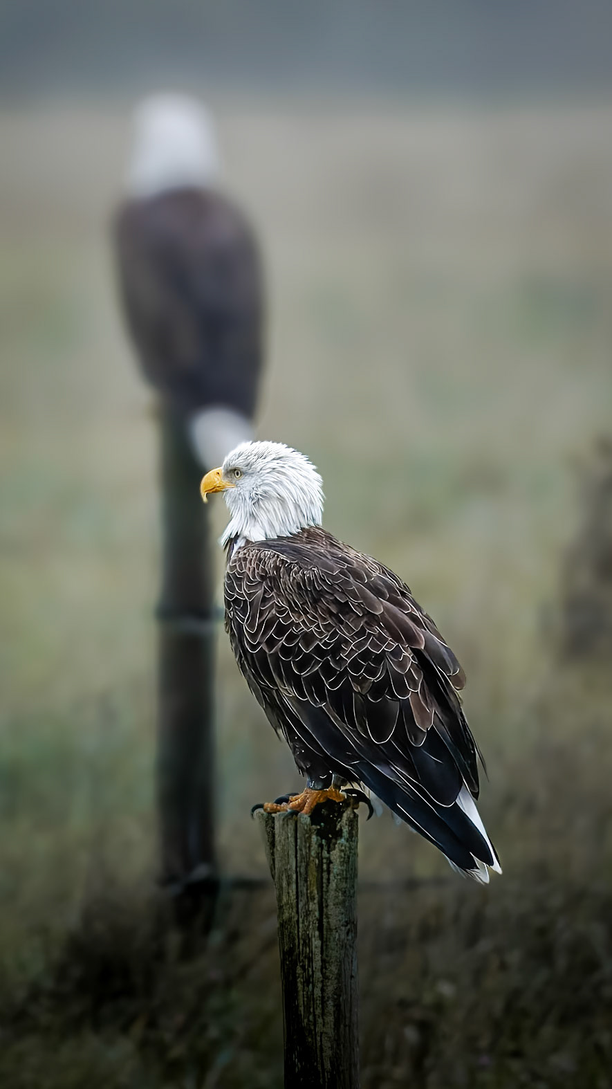 Bald Eagle