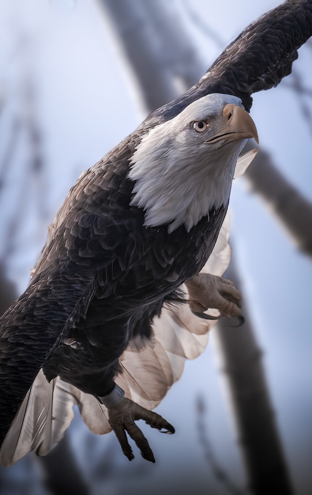 Bald Eagle