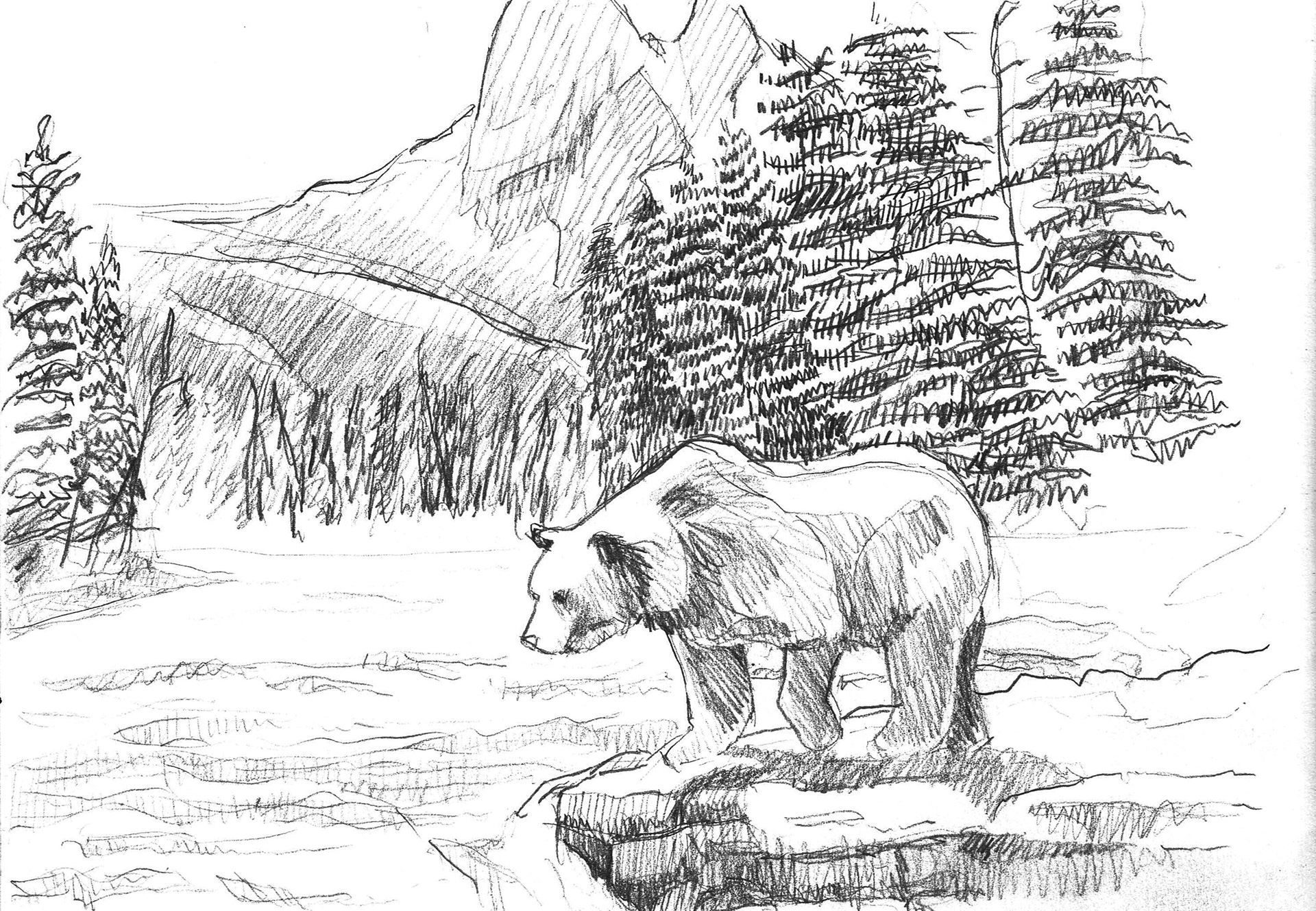 grizzly bear, pencil