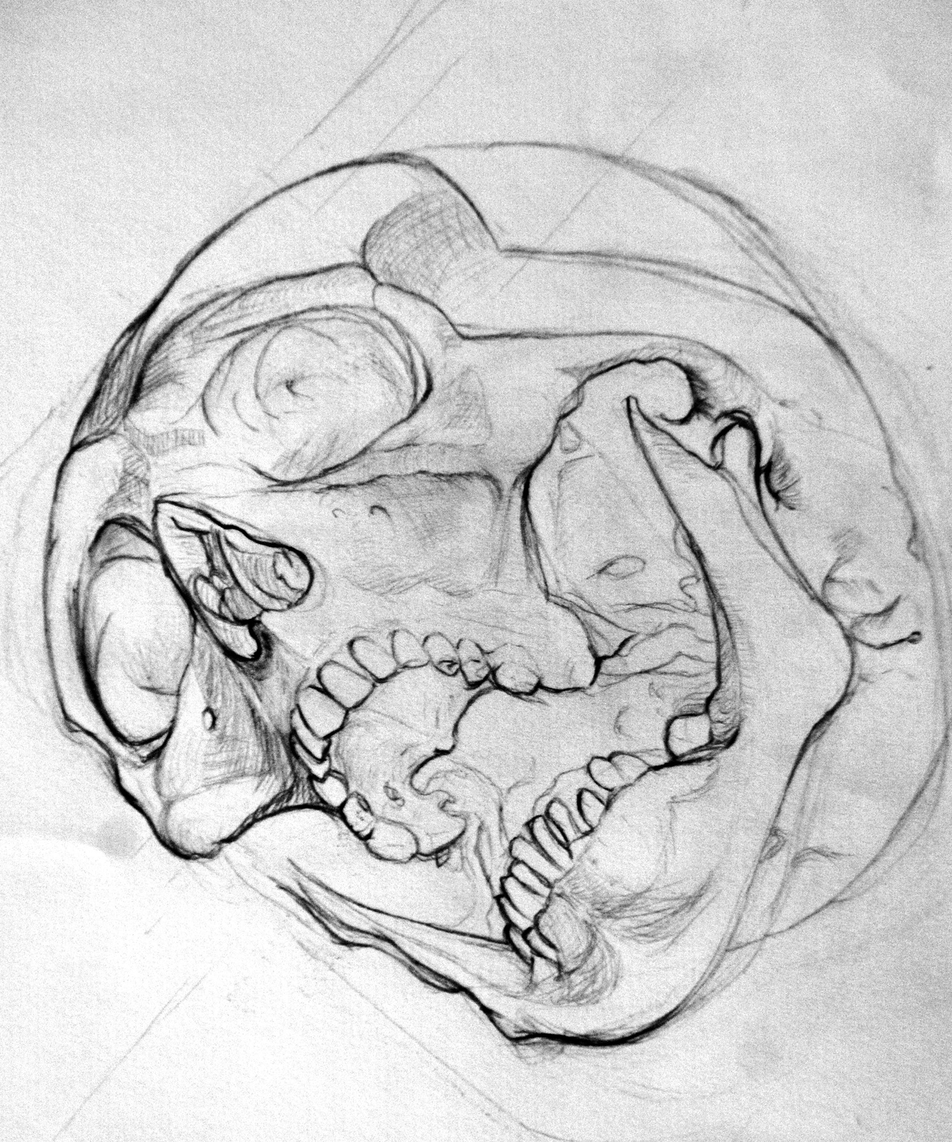 Study of a human skull