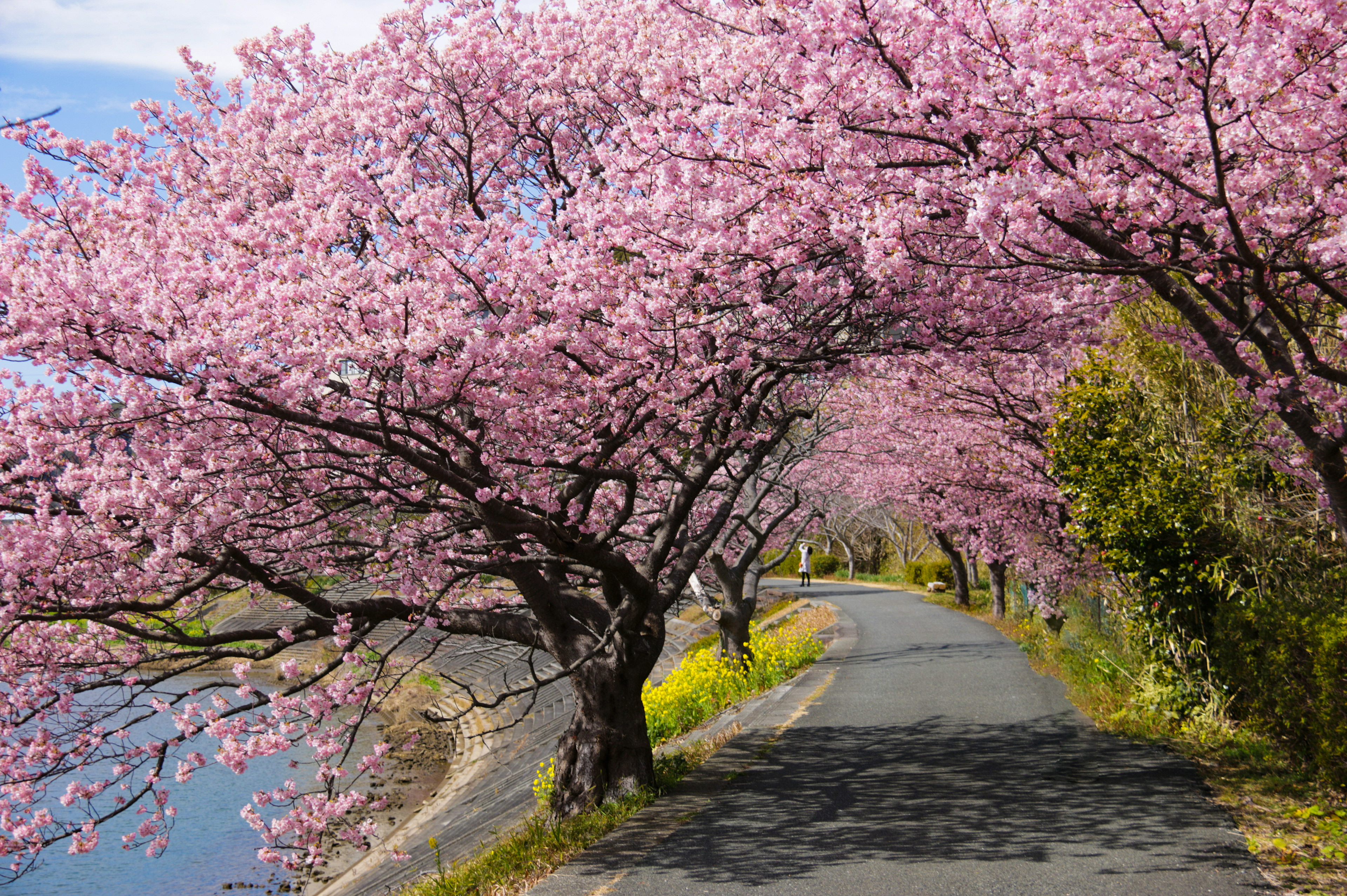 南伊豆 青野川と河津桜
