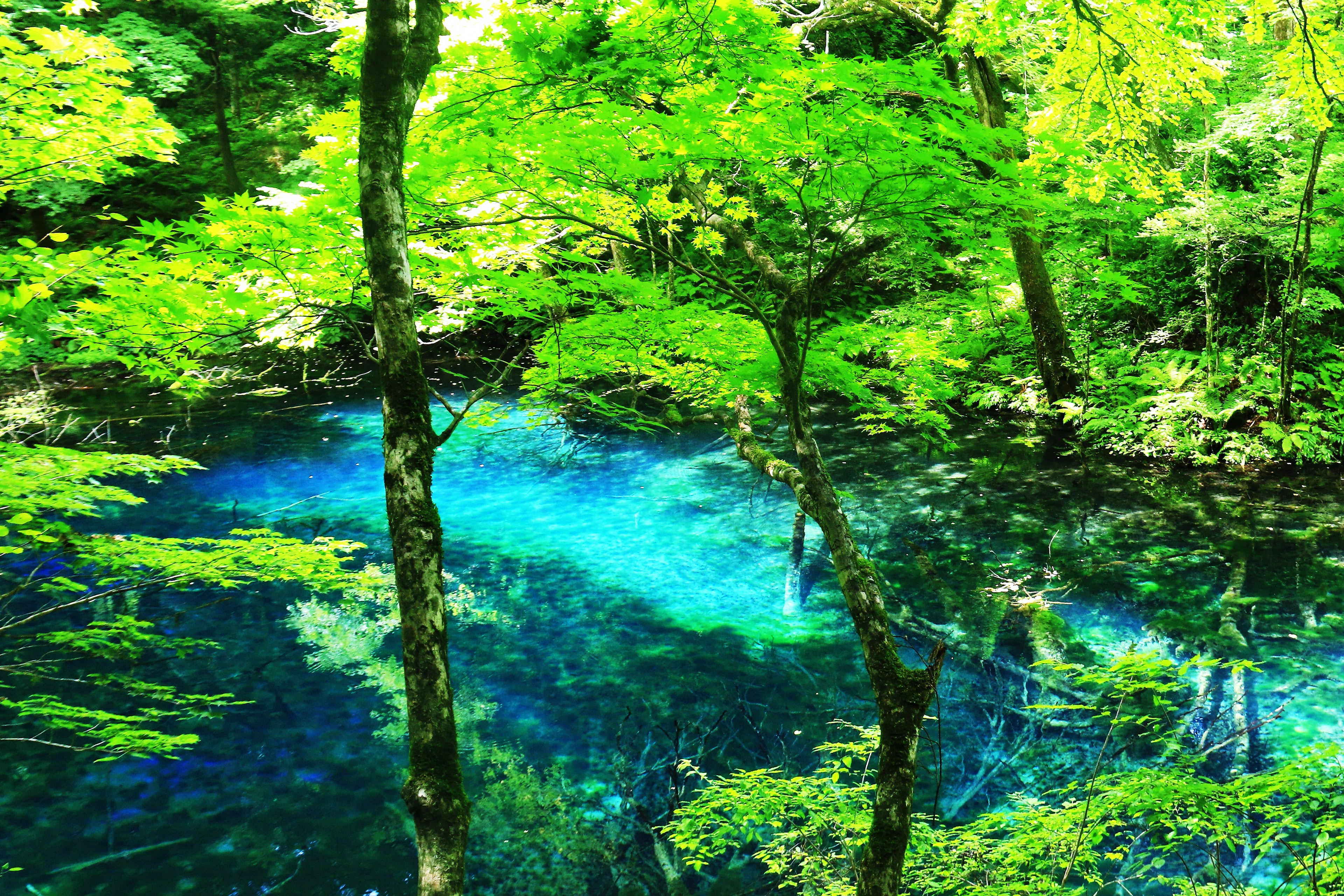 白神山地 十二湖