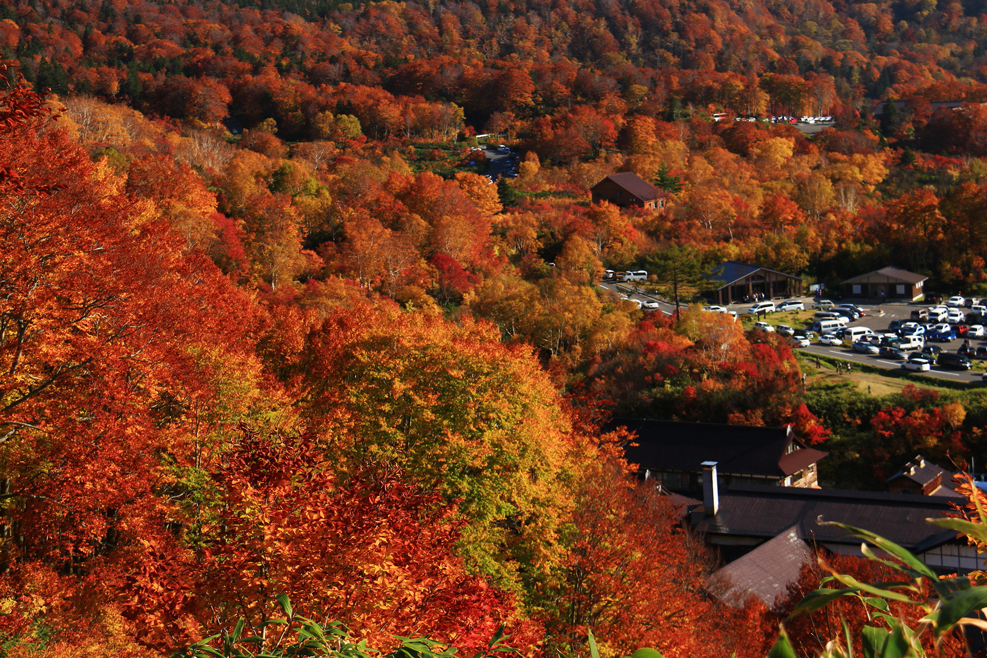 八甲田山の紅葉