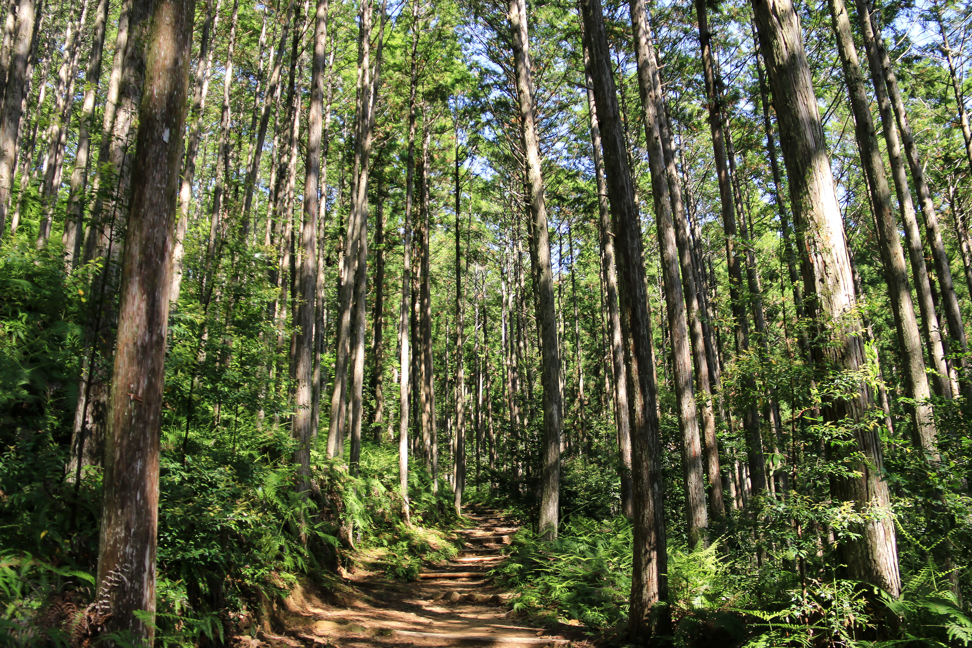 熊野古道 中辺路
