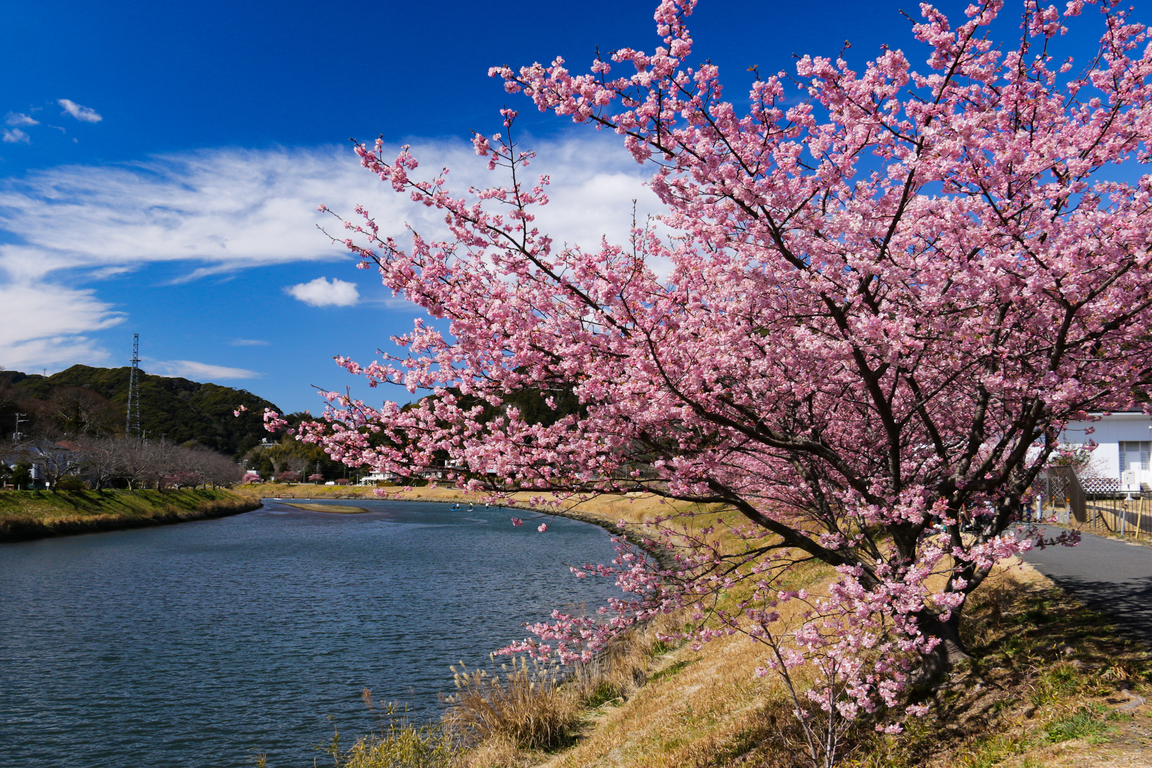 南伊豆 青野川と河津桜