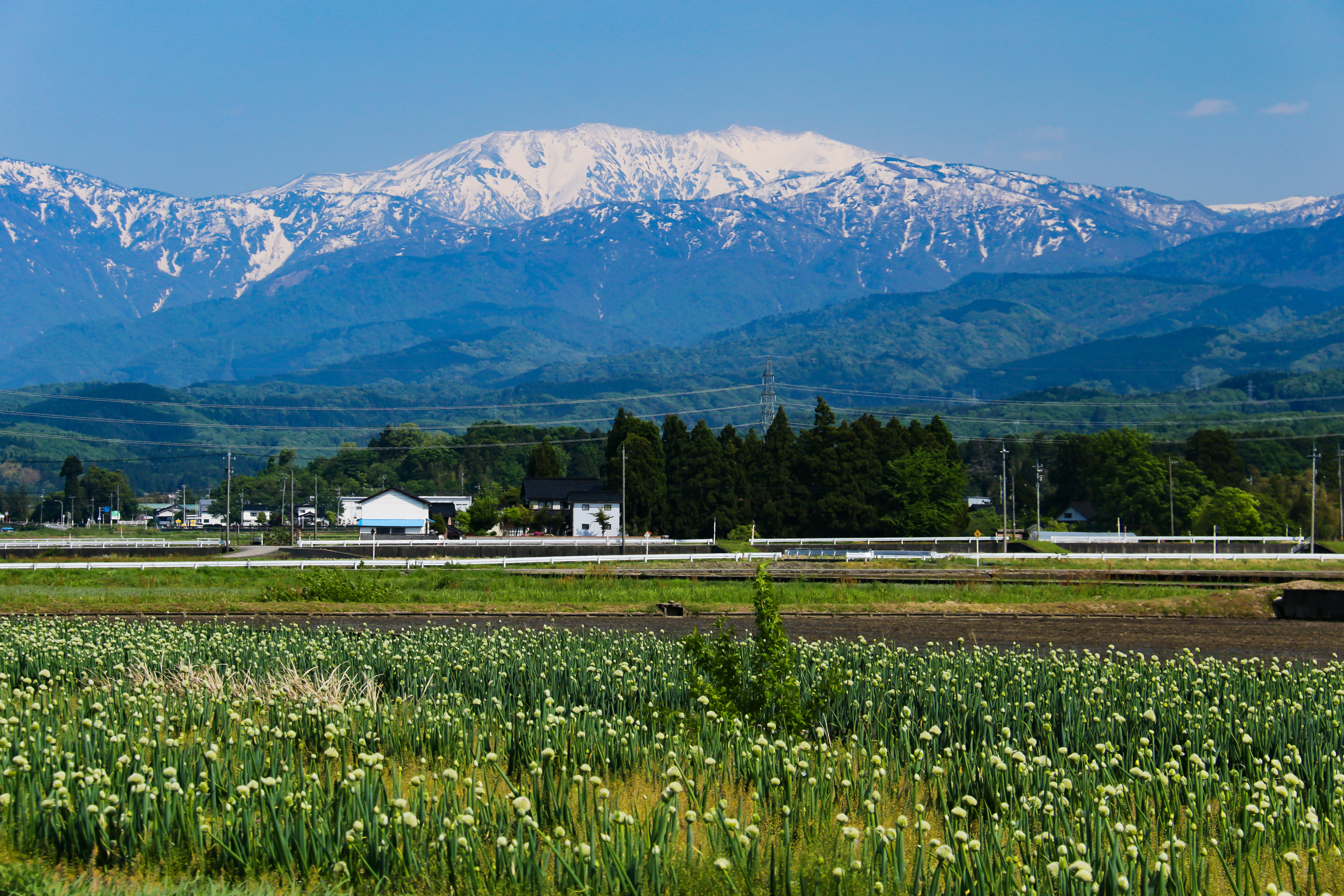 富山平野から 薬師岳遠景