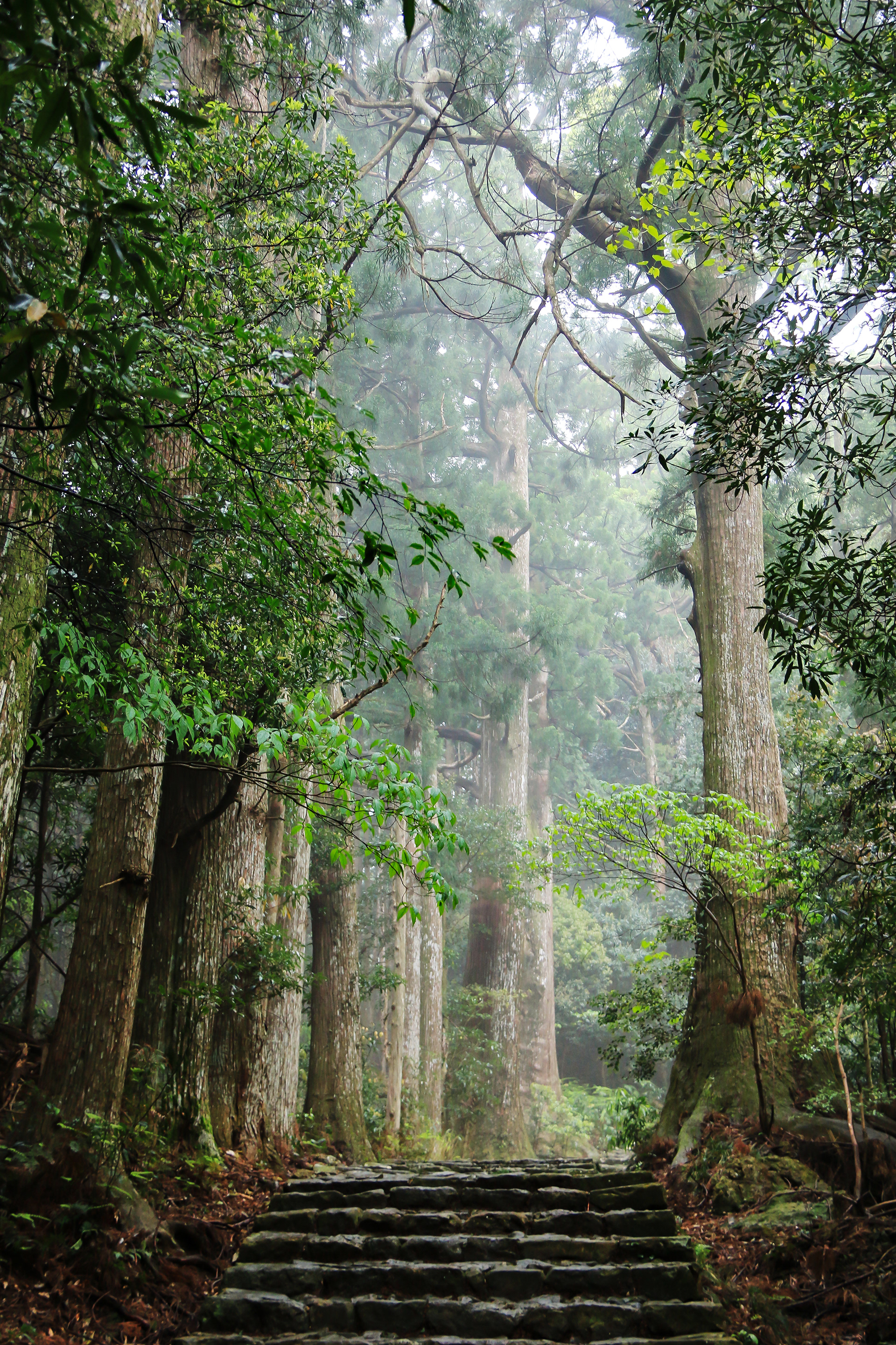 熊野古道 中辺路