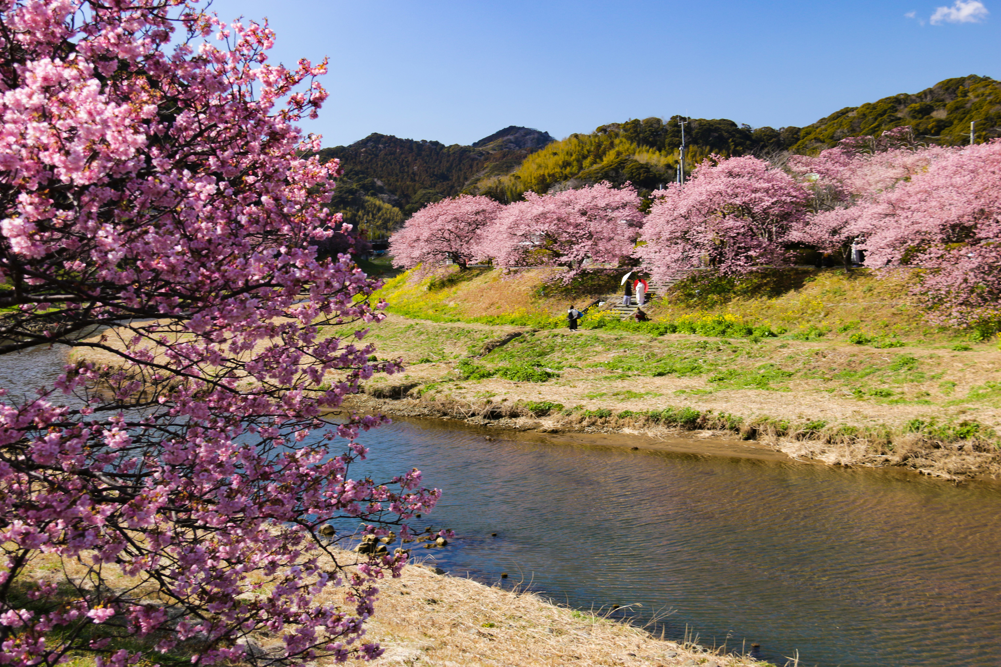 南伊豆 青野川と河津桜