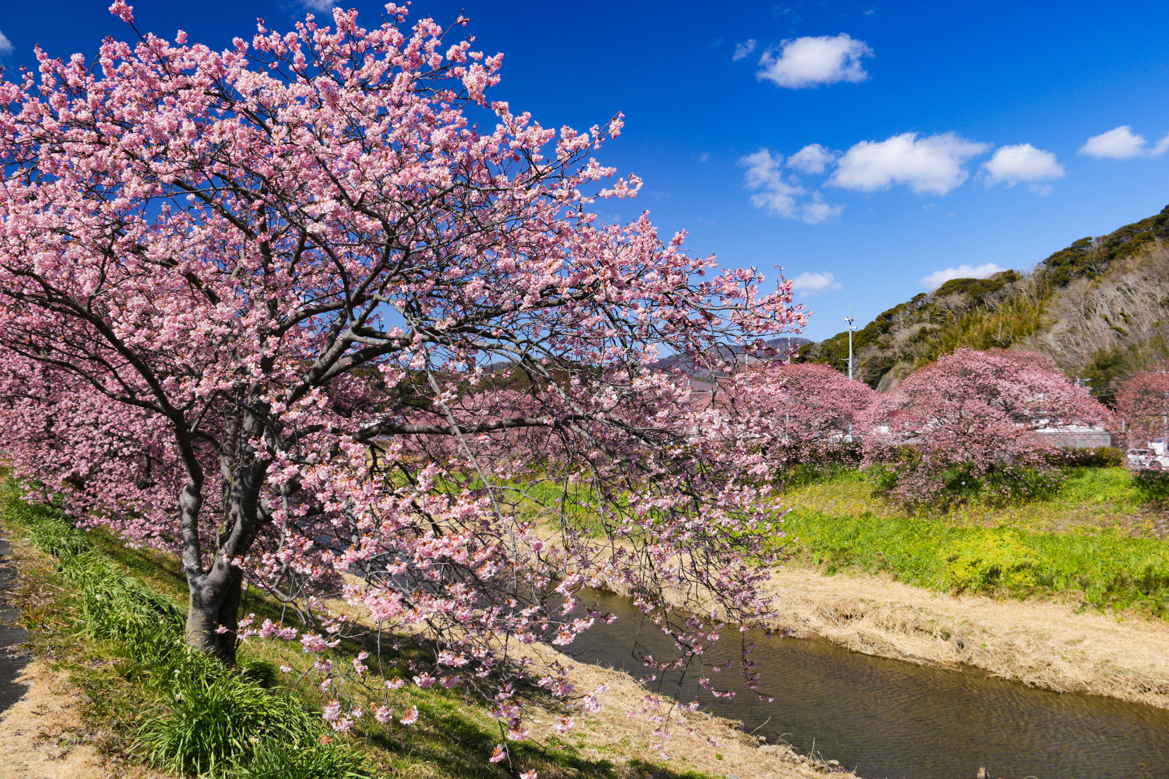 南伊豆 青野川と河津桜