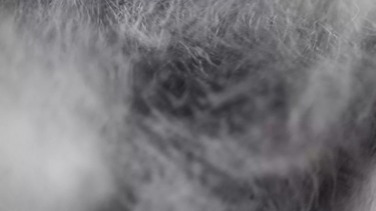 Animated sequence: A close-up of a fluffy, white dog's face, focusing on its eyes and nose, with a blurred background.