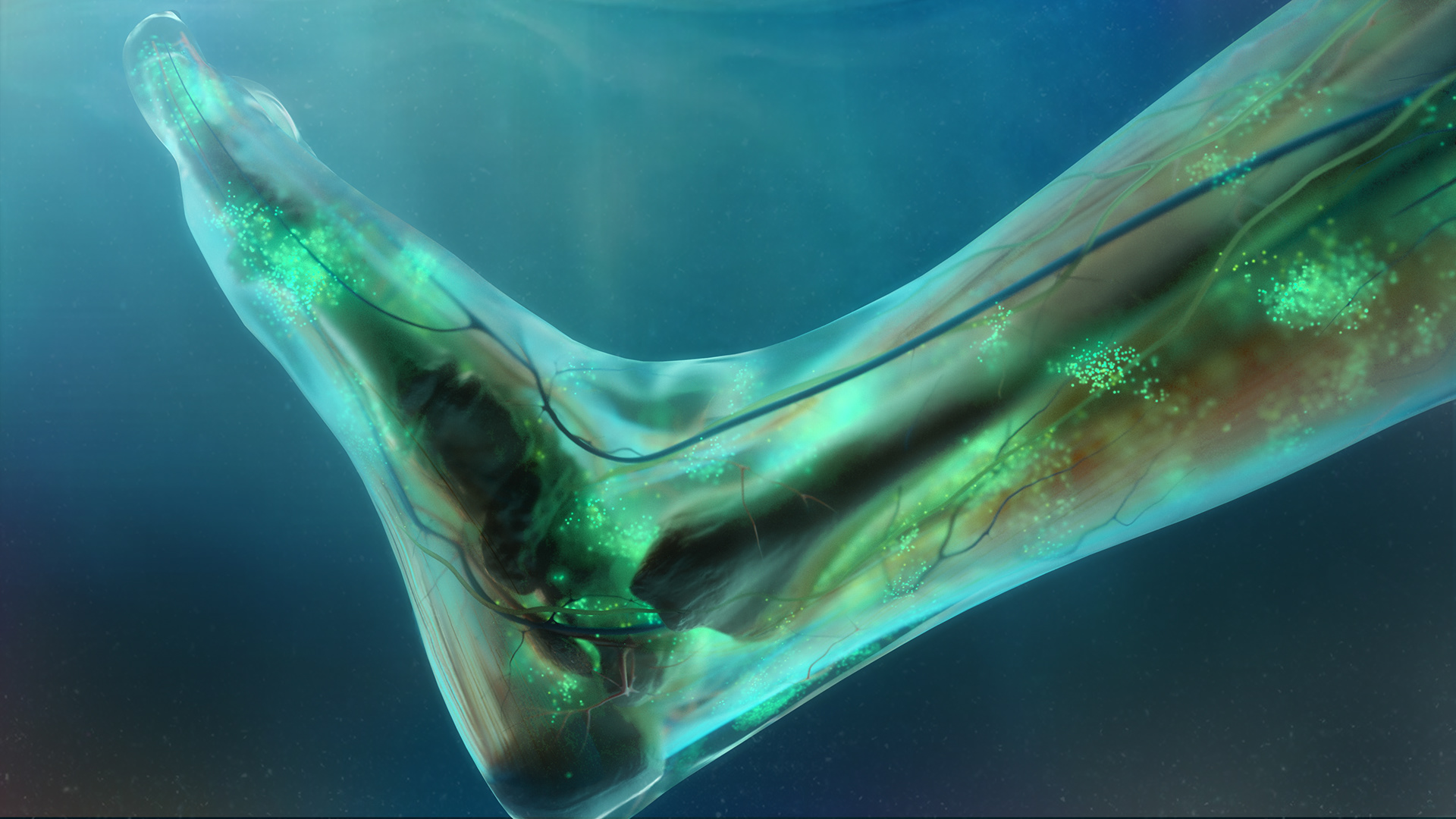 Animated sequence showing a translucent lower leg and foot with green and blue anatomical structures against a dark teal background.
