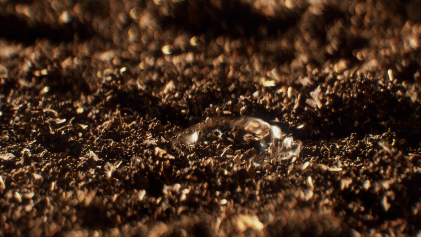Animated sequence: Three small green shoots emerging from dark soil.