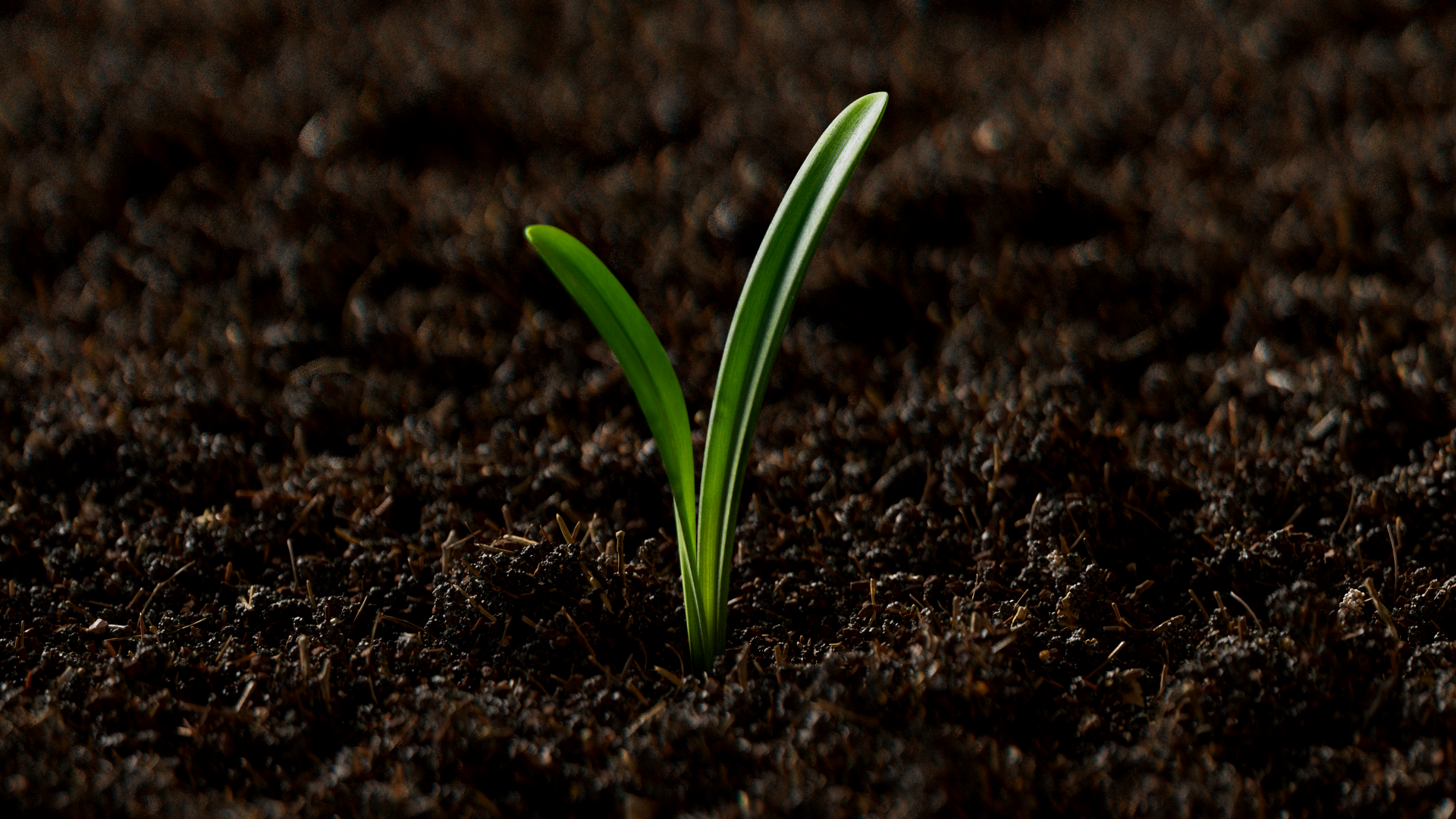 A small green plant sprouting from dark soil.