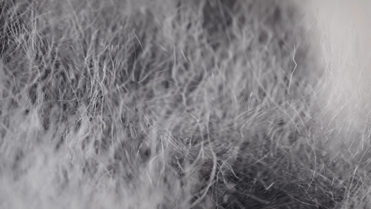 Animated sequence: A close-up of a person's hand holding a gray, fluffy object. The hand is positioned near the bottom left corner of the frame.