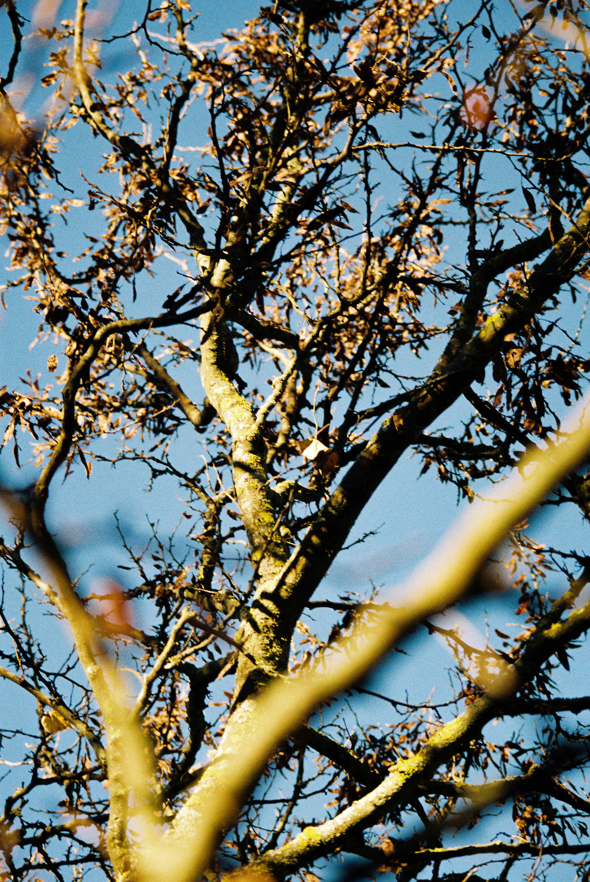 Goult - ©Thomas Spault