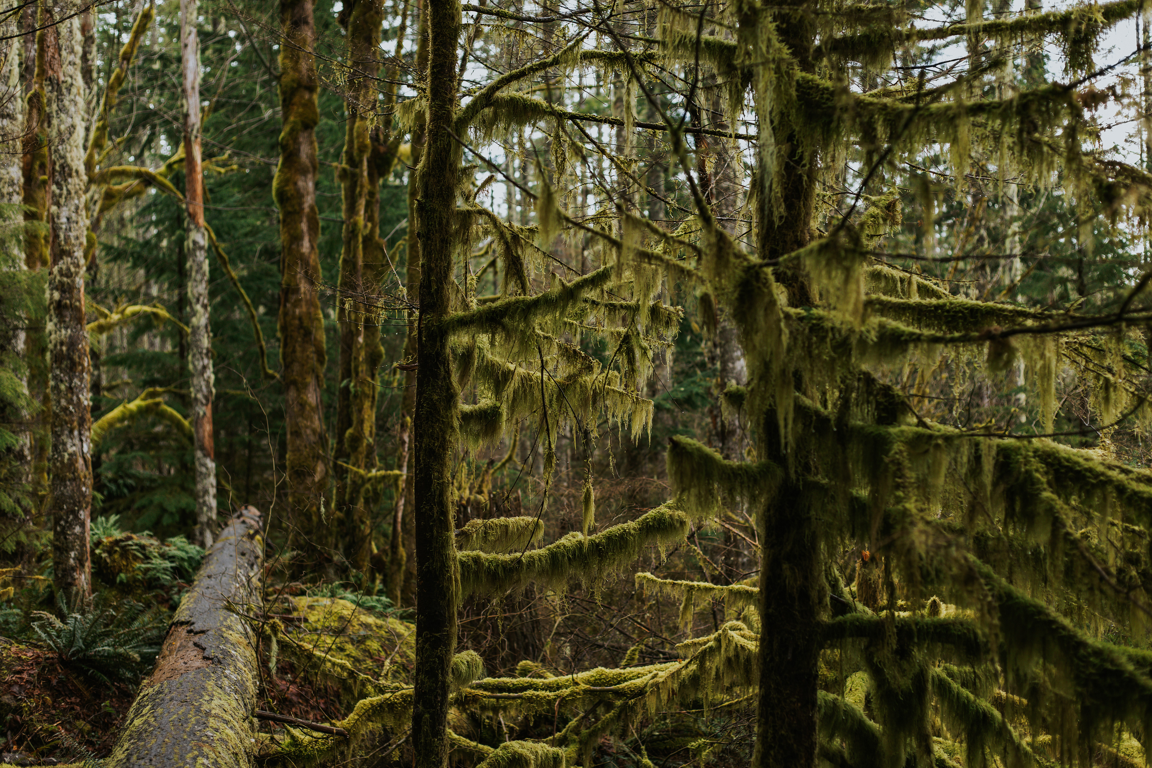 Rattlesnake Ledge Trail, Washington
