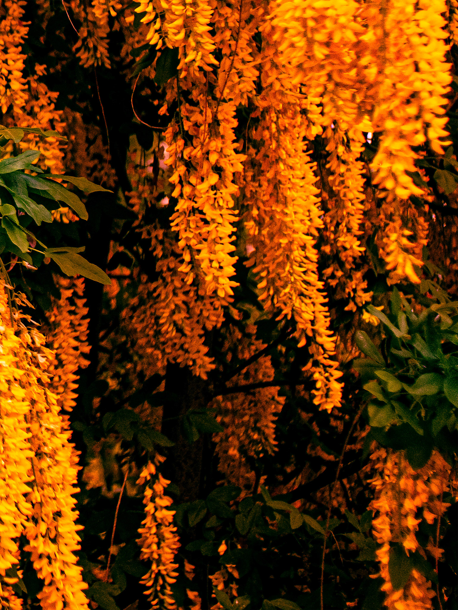 Cadmos 3 Tangerine lilas