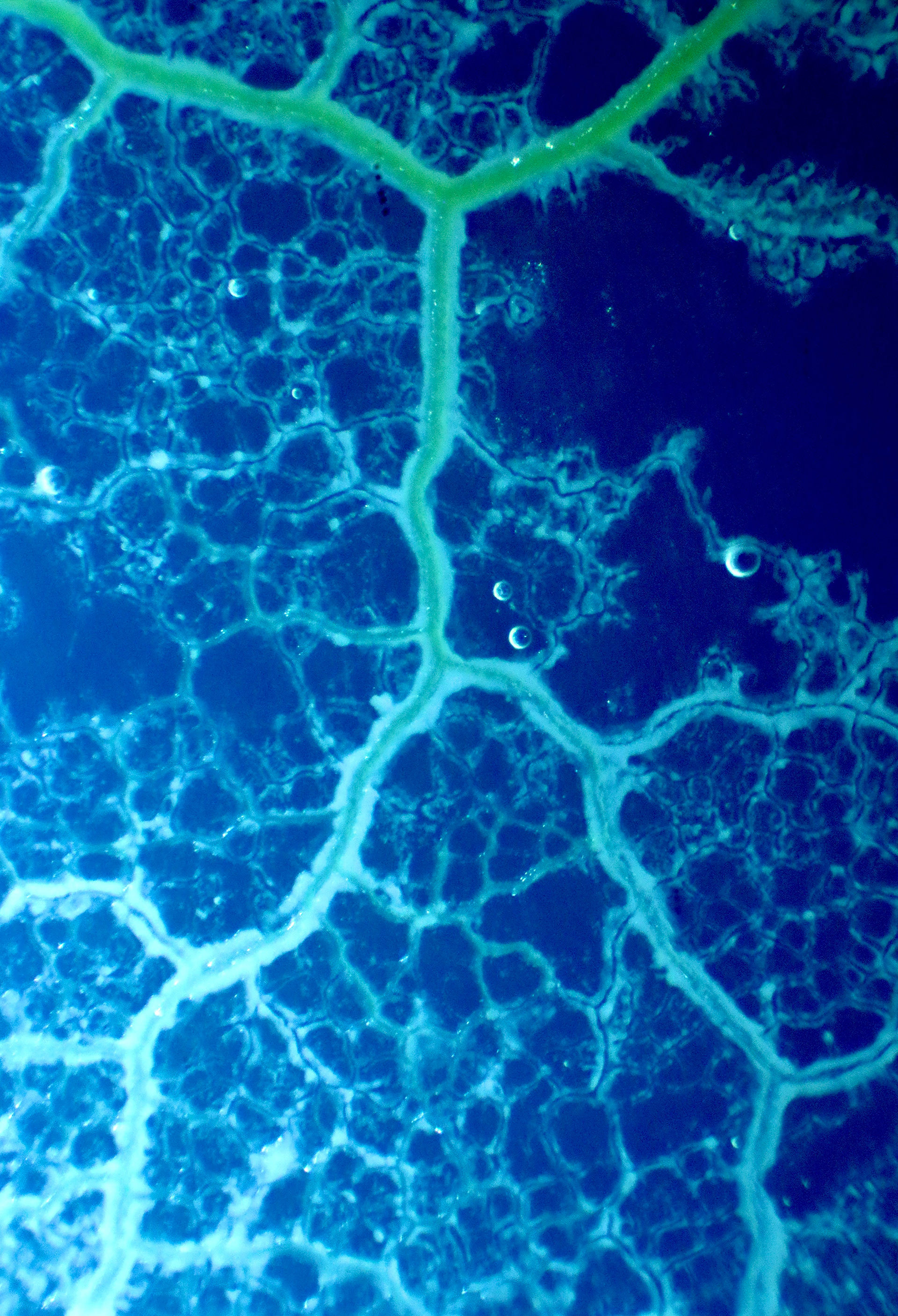 Flow | Plasmodial slime mold under a dissection scope, backlit