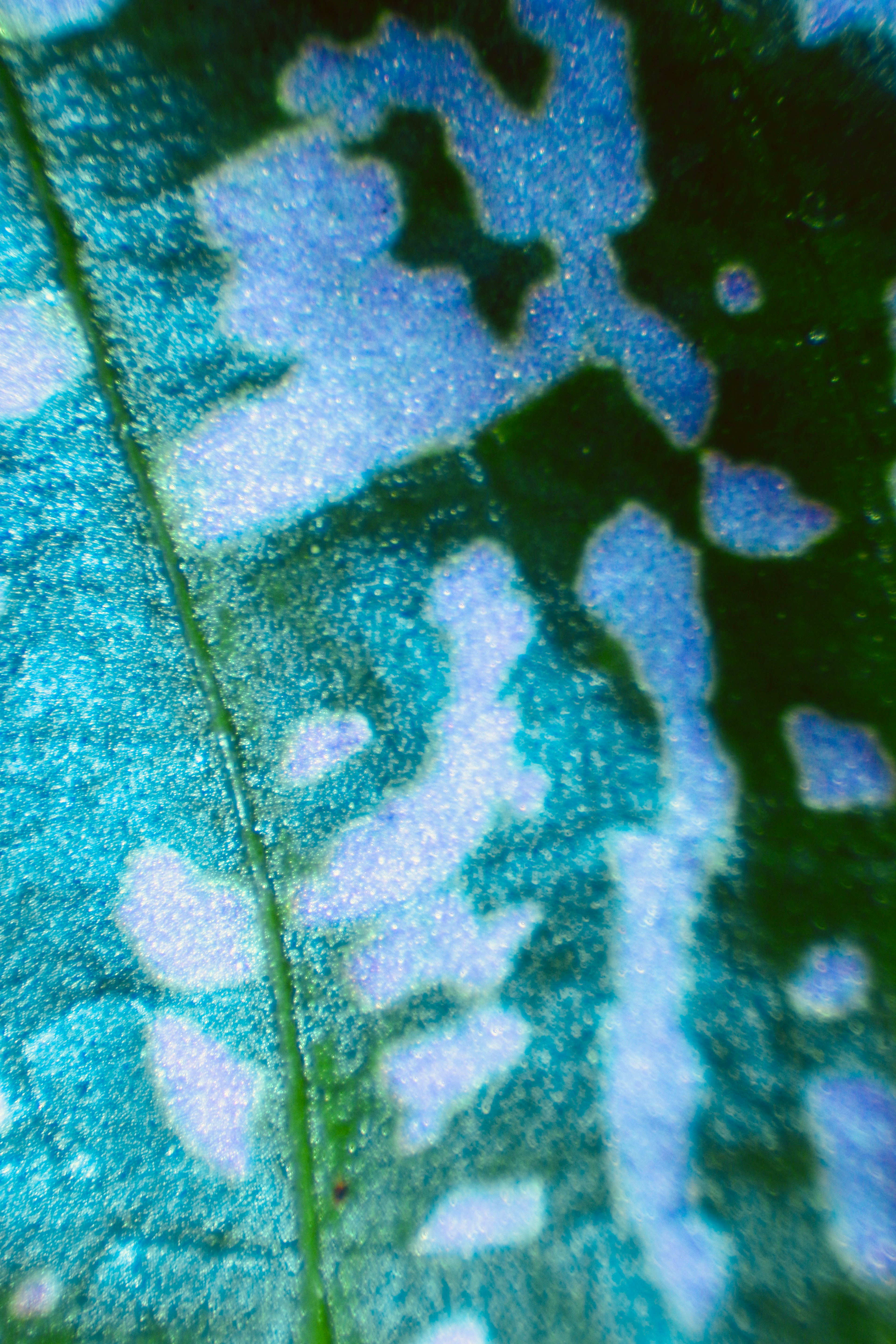 Leaf under dissection scope