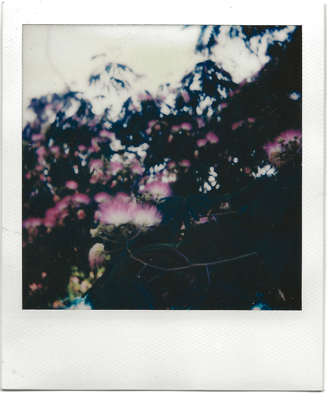 My Favorite Tree on Polaroid 600 film
