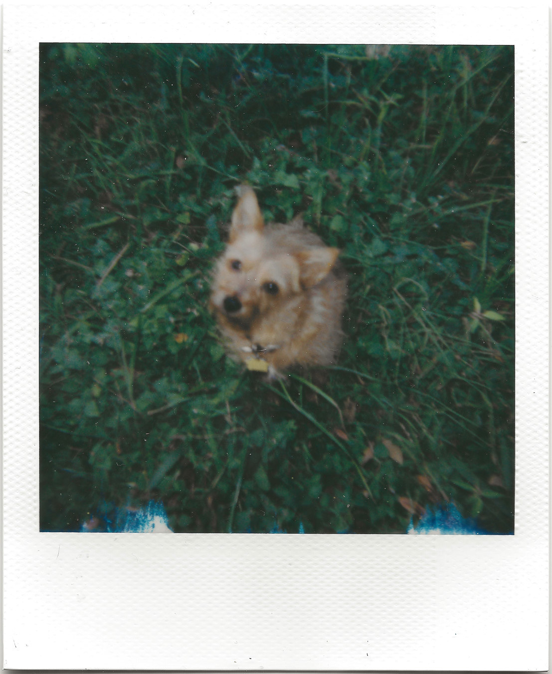 Pippa on Polaroid 600 film