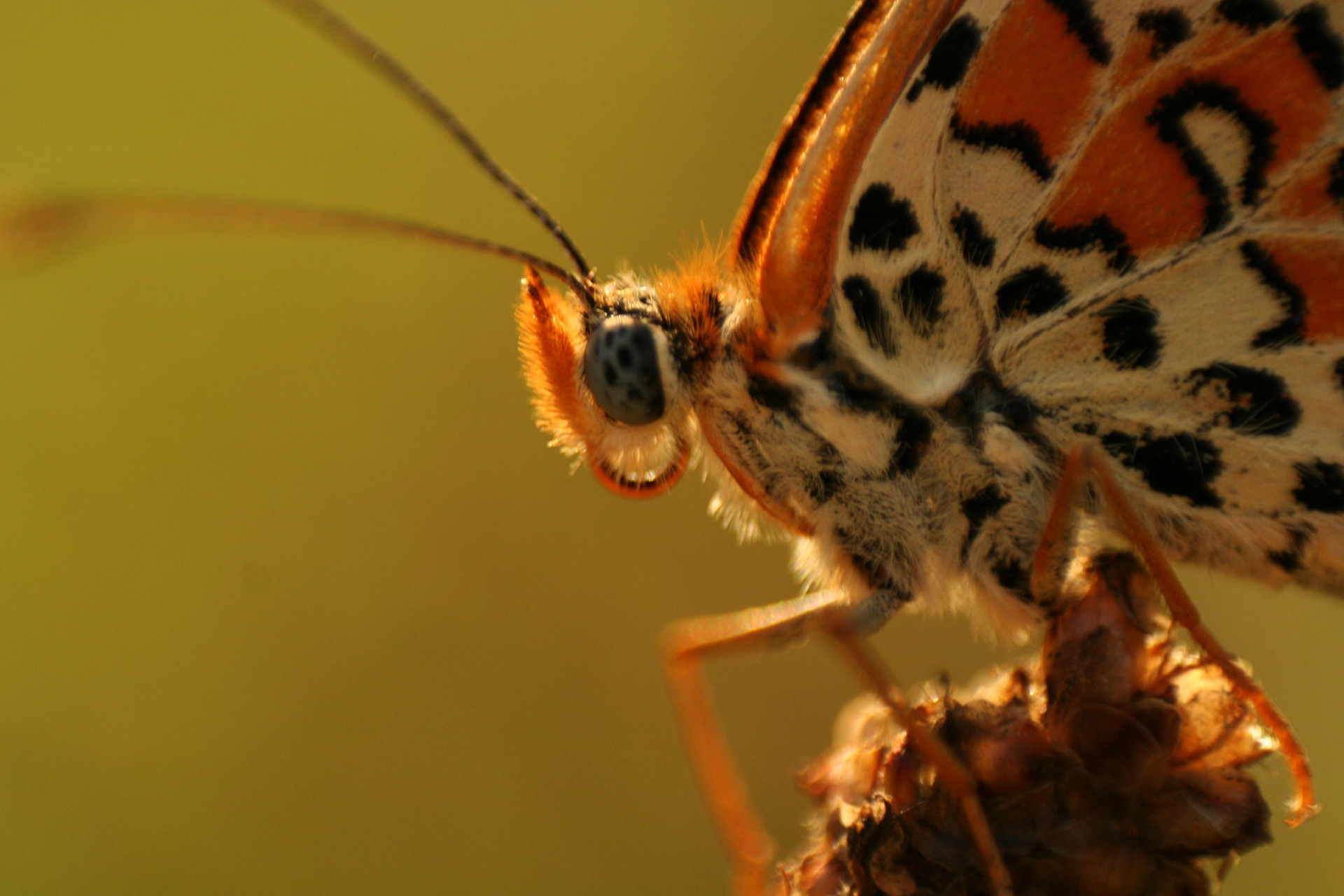 ƒ/3.5 300mm 1/100sec. ISO200