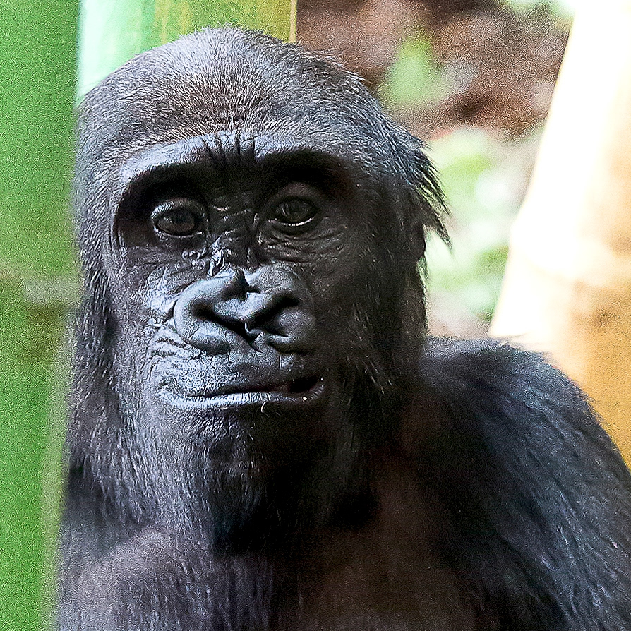 Lowland Gorilla