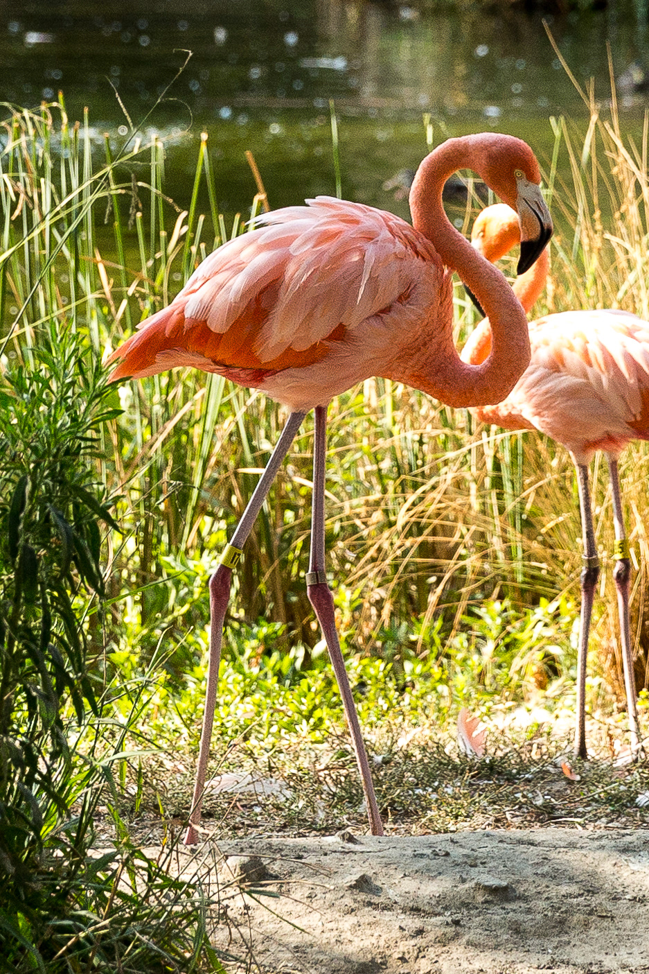 Flamingo Sacramento Zoo